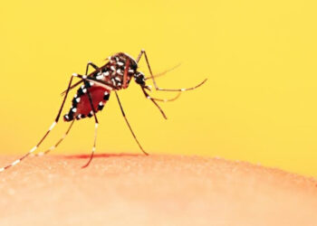 Tocantins realiza Dia D de vacinação contra dengue em 17 municípios do Médio Norte Araguaia