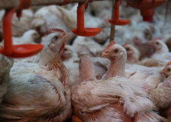 Tocantins conclui estudo sorológico voltado à comprovação da ausência dos vírus da Influenza Aviária e da Doença de Newcastle em plantéis de aves