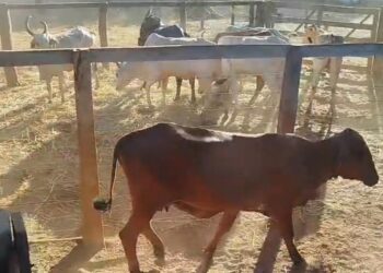 Polícia Civil recupera rebanho furtado e apreende caminhão em Pedro Afonso