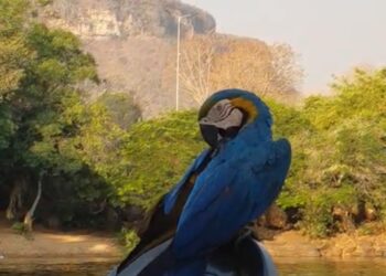 Lajeado, a Cidade das Águas: natureza, aventura e a beleza da Ilha Verde encantam visitantes no Tocantins