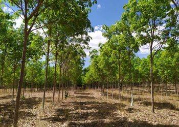 Governo do Tocantins abre inscrições para o II Seminário de Florestas Plantadas
